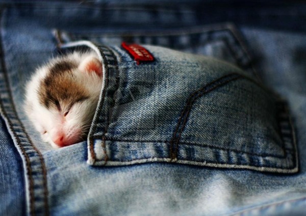 Sleeping mouse in pocket