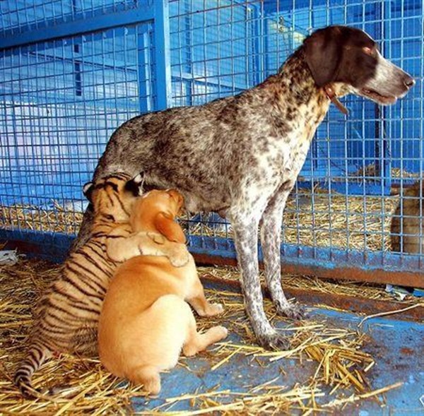 Dog feeding tiger