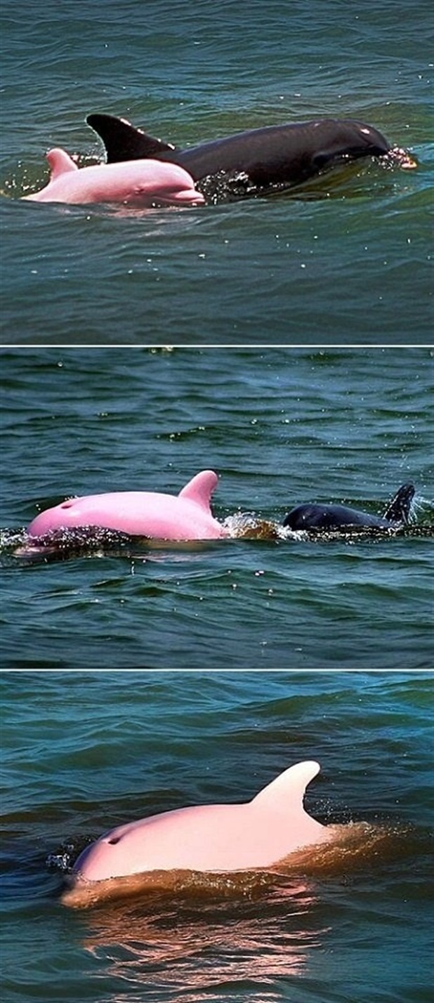 Albino Dolphin Is Pink