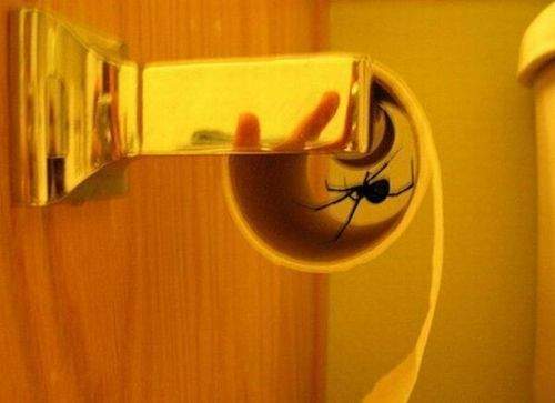 Big spider inside toilet paper roller!