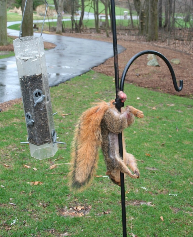 Image result for squirrel scrotum