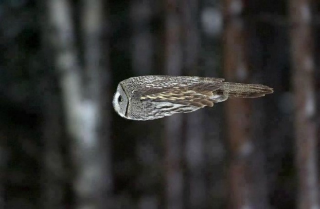 An owl in flight