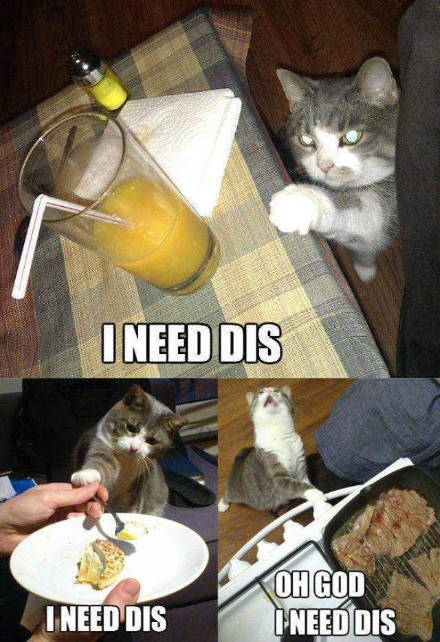 Cat - I need dis