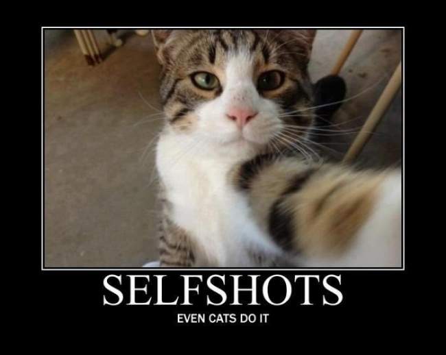 Cat - Selfshot