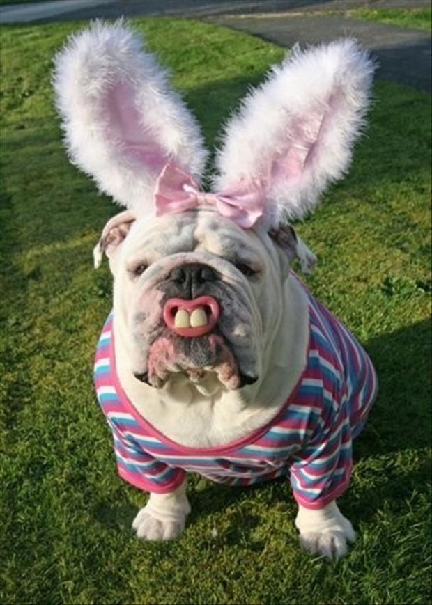Easter funny dog clothes - 9buz