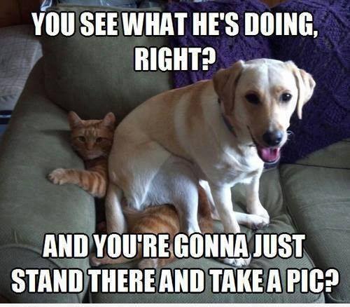 Dog and Cat - You see what he's doing, right? And you're gonna just stand there and take a picture ?