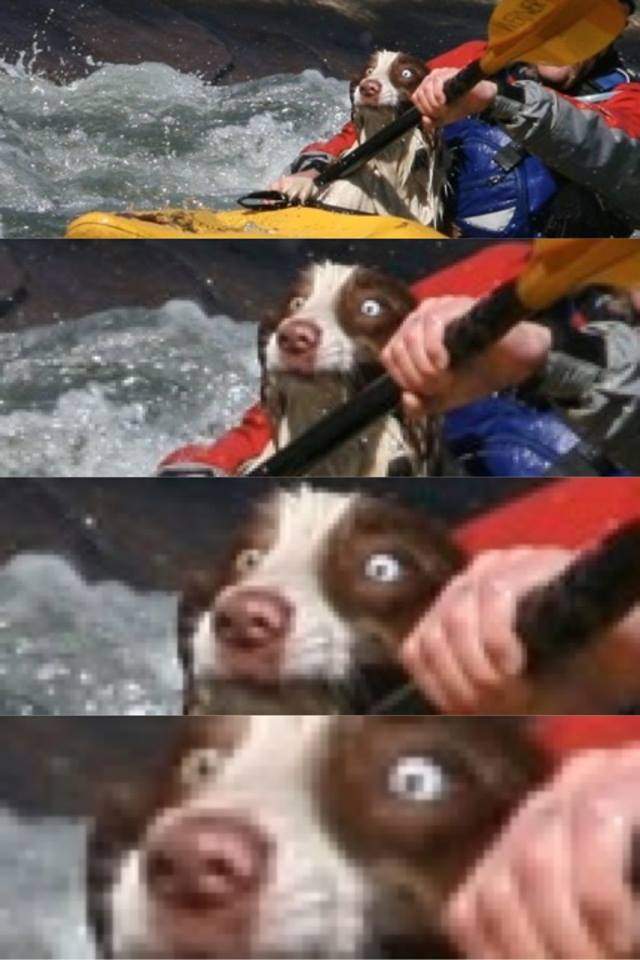 Dog at rafting - scared as shit!