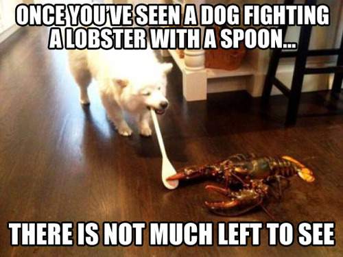 Dog fighting a lobster with a spoon