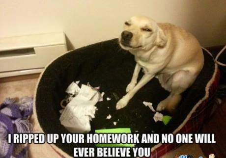 Dog - I ripped up your homework