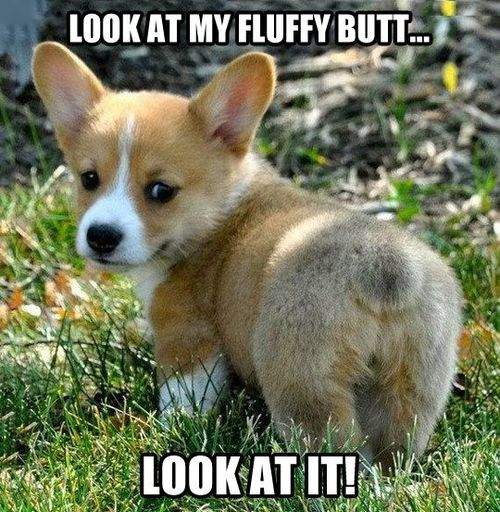 Dog - Look at my fluffy butt...