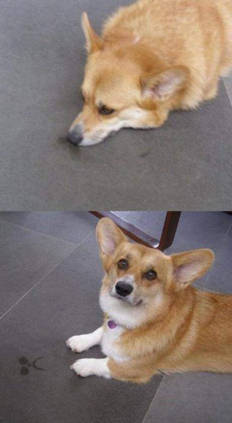 Dog - When I'm sad, so is the floor