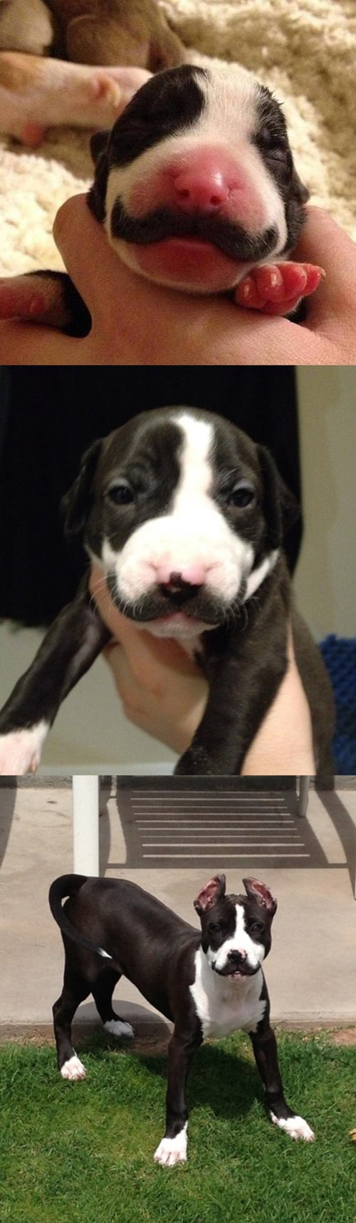Dog with mustache !