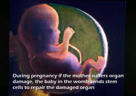 During pregnancy if mother suffers organ damage, the baby in the...