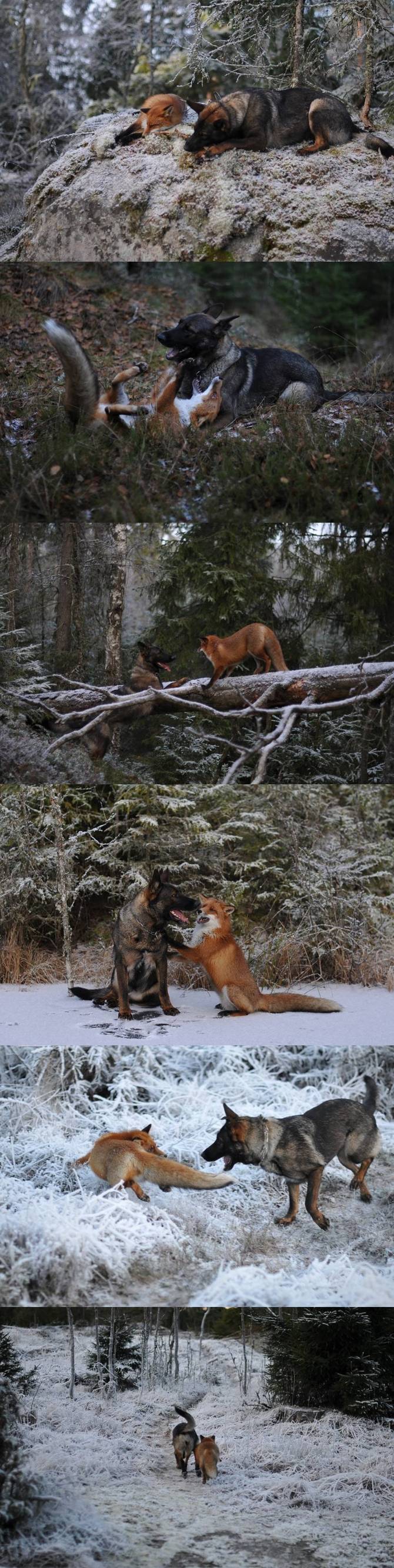 Fox and dog real friends.