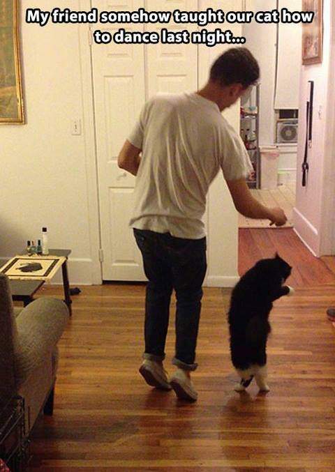 Friend taught cat how to dance 