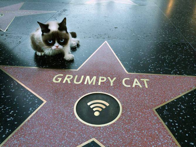 Grumpy Cat gets a star on the Walk of Fame!