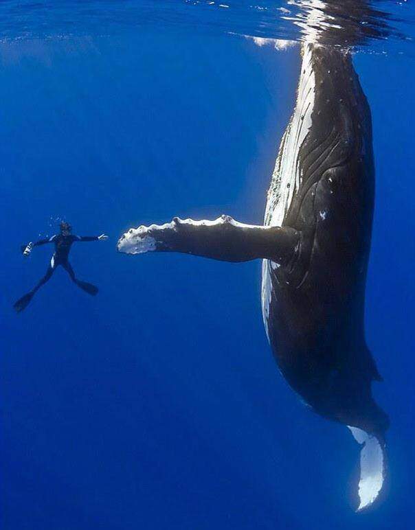 High Five With Whale - Story