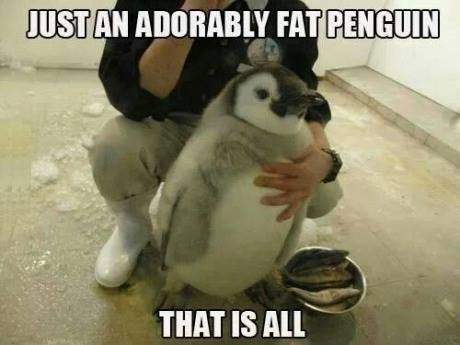 Just and adorable fat Penguin.