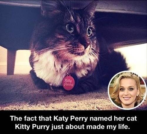 Katy Perry Cat