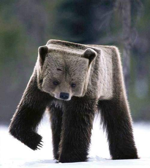 Minecraft in real life. The Cube Bear