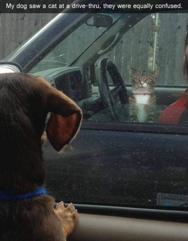My dg saw a cat at a drive thru, they were equally confused.