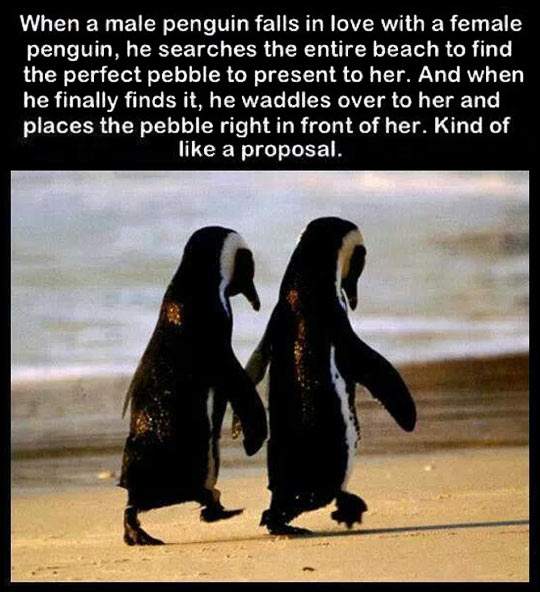 Romantic penguins