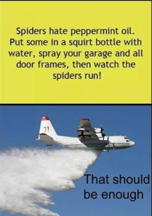 Spiders hate peppermint oil