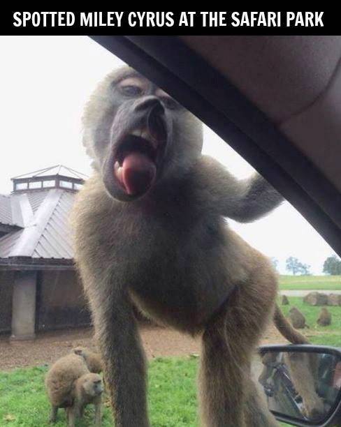 Spotted Miley Cyrus at the safari park