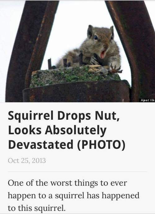 Squirrel Drops Nut, Looks Absolutely Devastated (PHOTO)