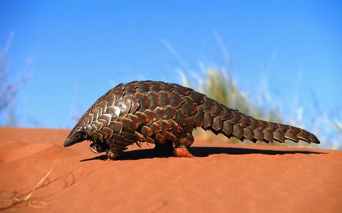 The Pangolin - One of the coolest mammals on the planet