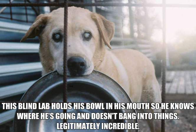 This blind lab holds his bowl in his mouth so he knows where he's going...