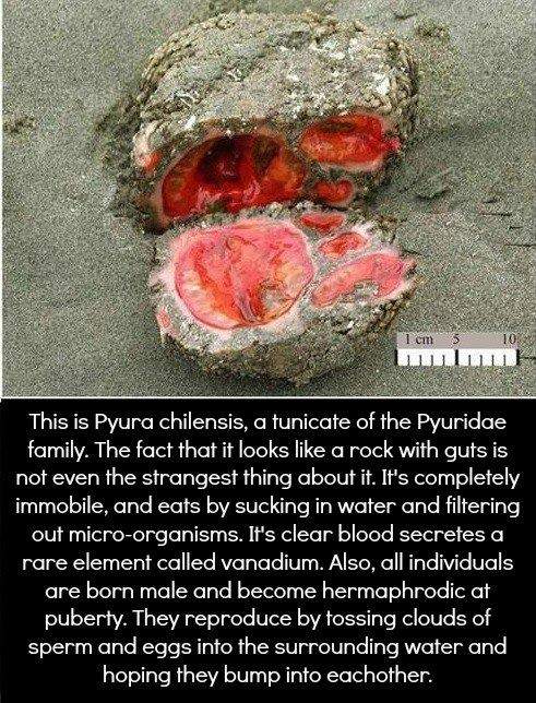 This is Pyura chilensis