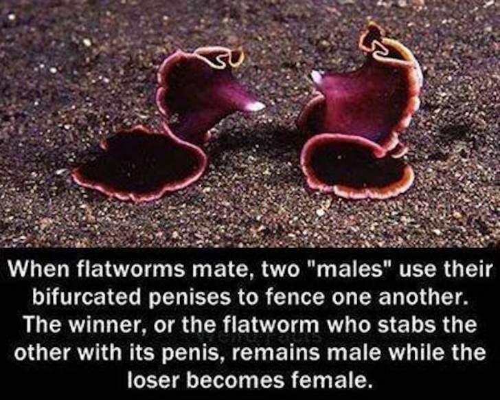When flatworms mate...