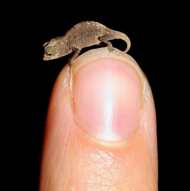 World's Tiniest Chameleon