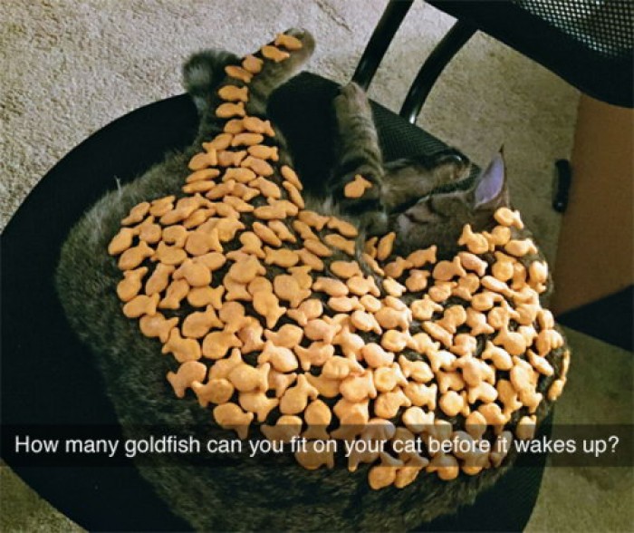 How many goldfish can you fit on your cat...