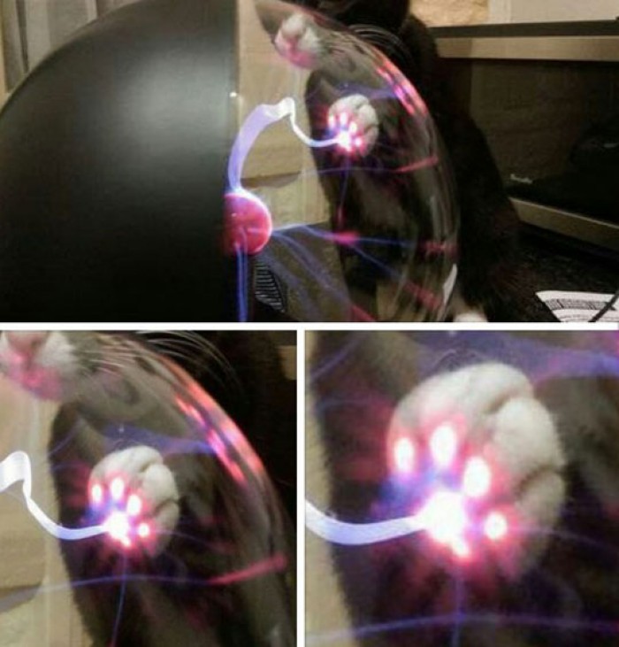 What Happens When A Cat Touches A Plasma Ball