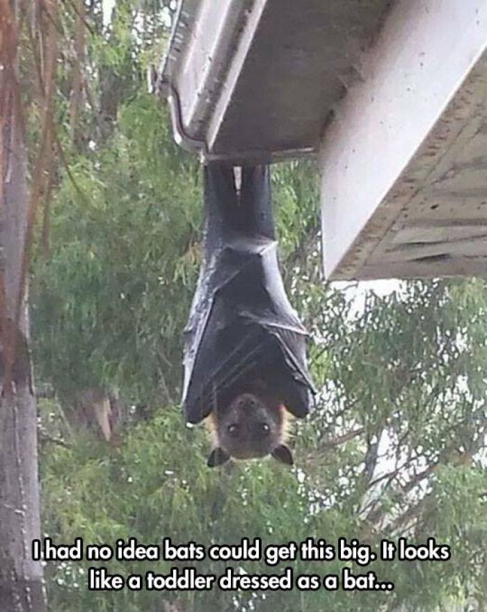 I had no idea bats could get this big.