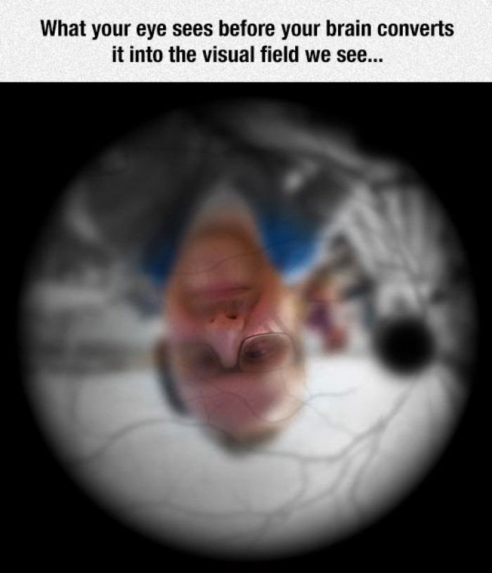 What your eye sees before your brain converts it into the visual field we see..