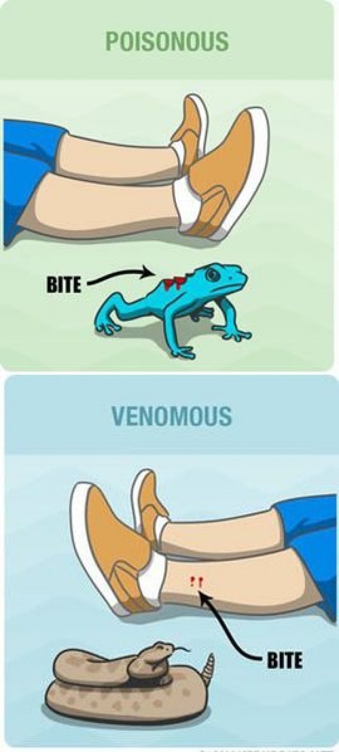 Know The Difference Between Poisonous And Venomous 