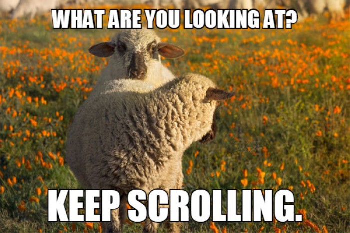 Sheep - What are you looking at? Keep scrolling. 