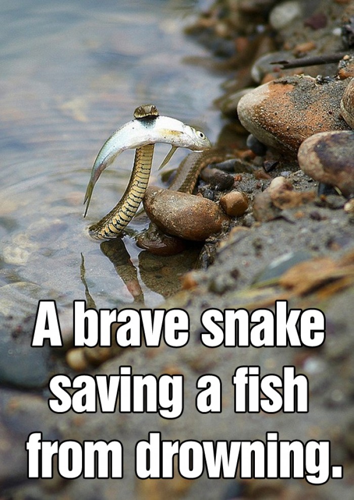 A brave snake saving a fish from drowning.