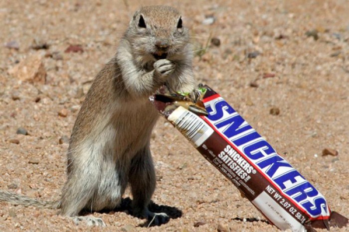 A hungry squirrel proves to be nuts about chocolate and steals a bar of snickers from right under...
