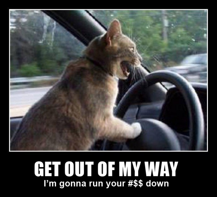 Cat driving a car and yelling
