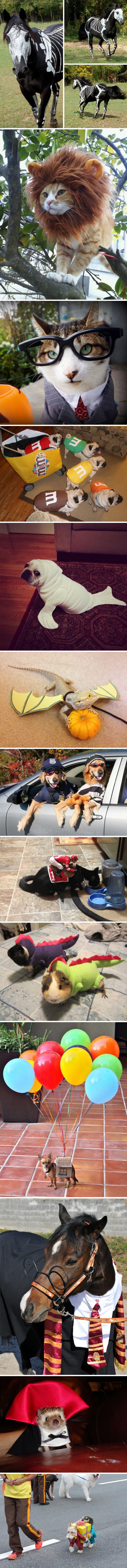 Don't forget your pets on Halloween