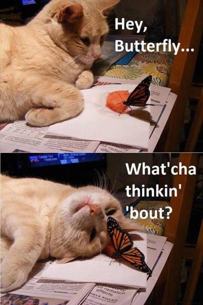 Cute cat with a butterfly.