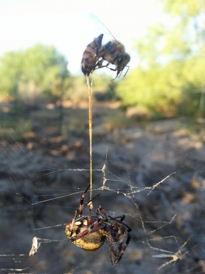 Spider Catches Bee, Bee Stings Spider