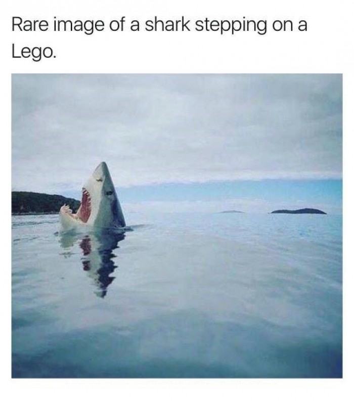 Rare image of a shark stepping on a Lego