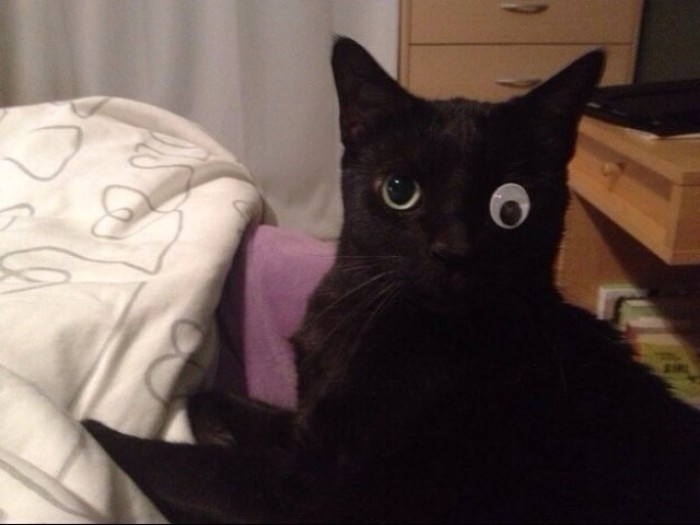 My cat only has one eye, so we improvised