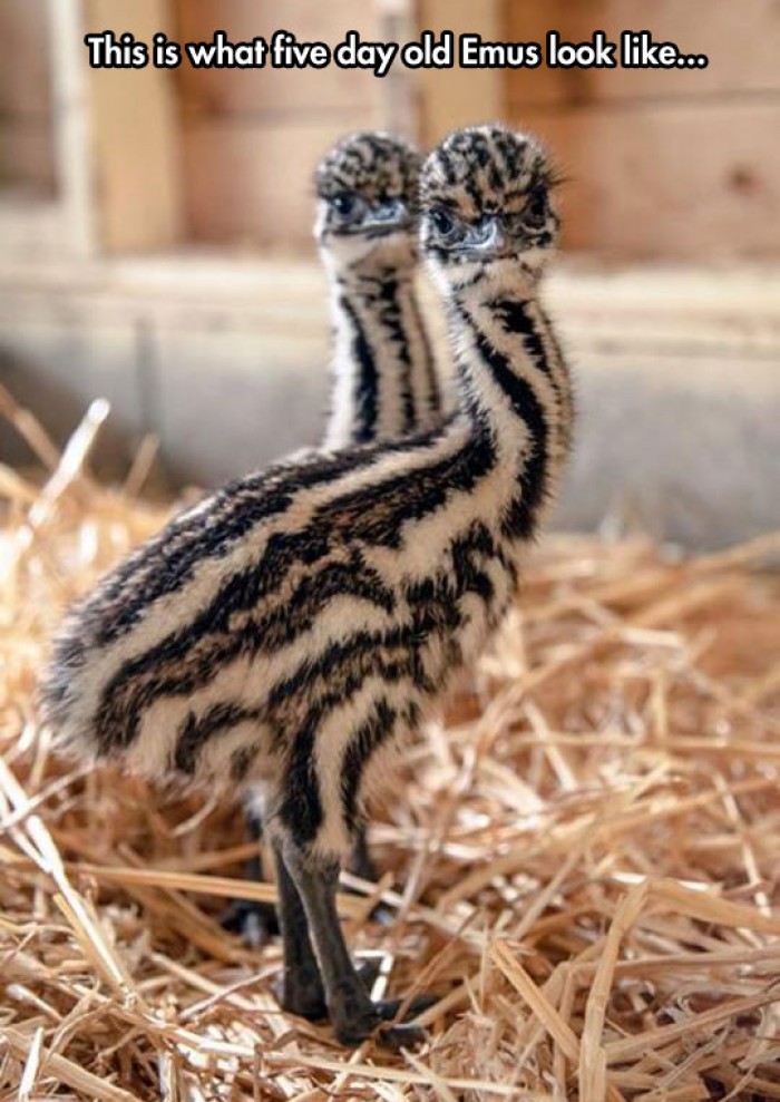 This is what five day old Emu look like...