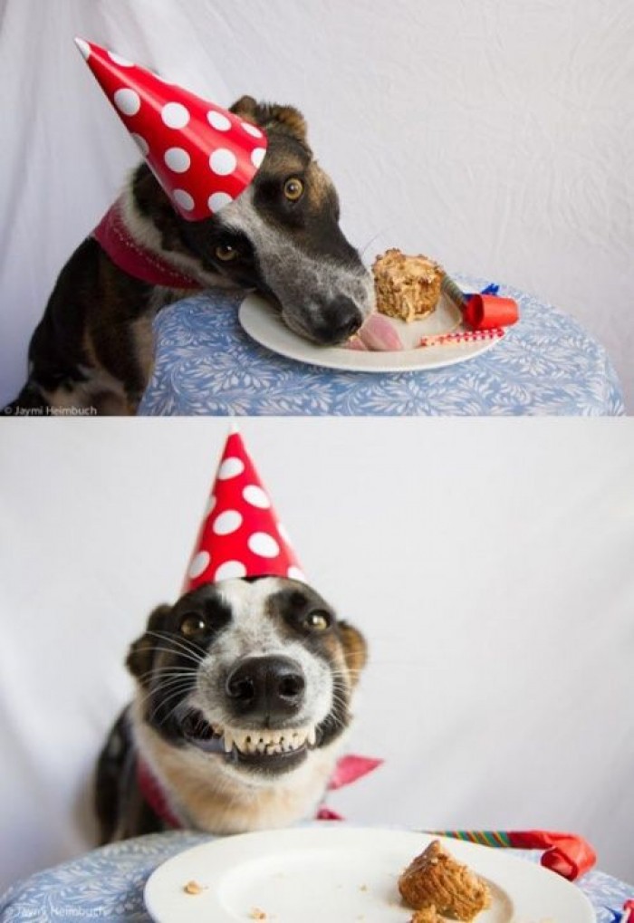 Happy birthday dog - 9buz